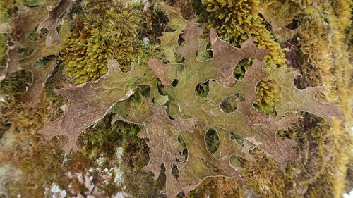 Schneeschuhwanderwoche