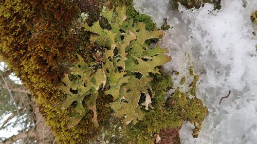 Schneeschuhwanderwoche