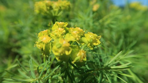 Freundschaftswoche 2017