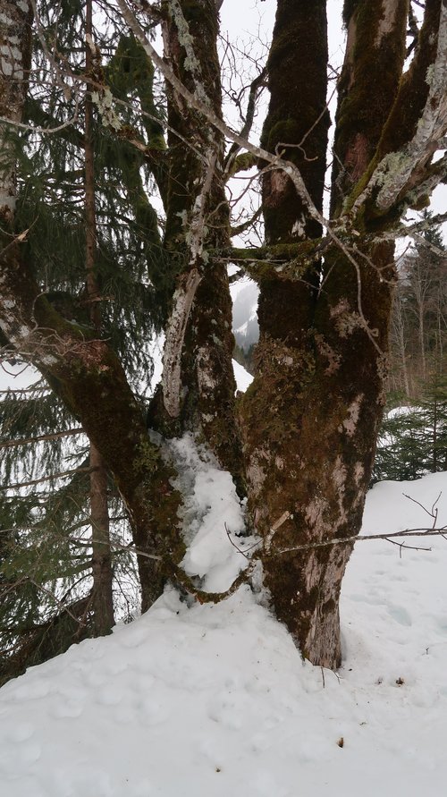 Schneeschuhwanderwoche