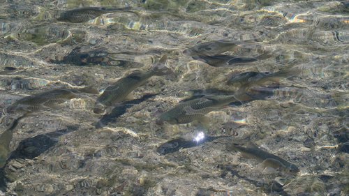 Freundschaftswoche Juni 2018