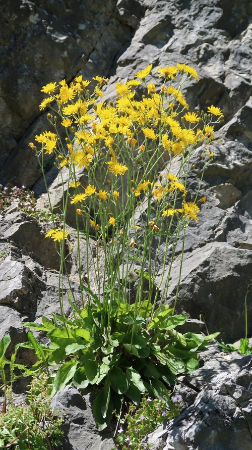 Freundschaftswoche 2017